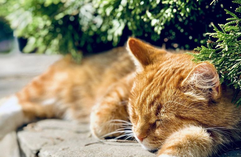 cat, pet, sleeping, ginger cat, animal, domestic cat, feline, mammal, cute, rest, asleep, closeup, outdoors, cat, cat, cat, nature, cat, cat, ginger cat, ginger cat, rest, rest, rest